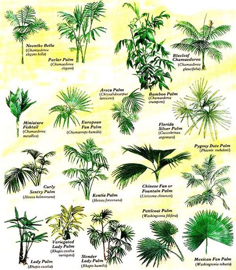 crown palms|different types of palm tree.